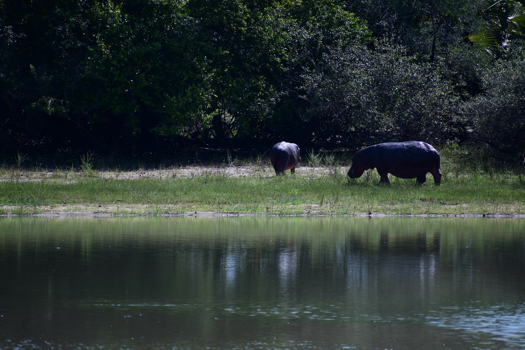 Selous NP